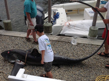 Load image into Gallery viewer, Harpoon Darts