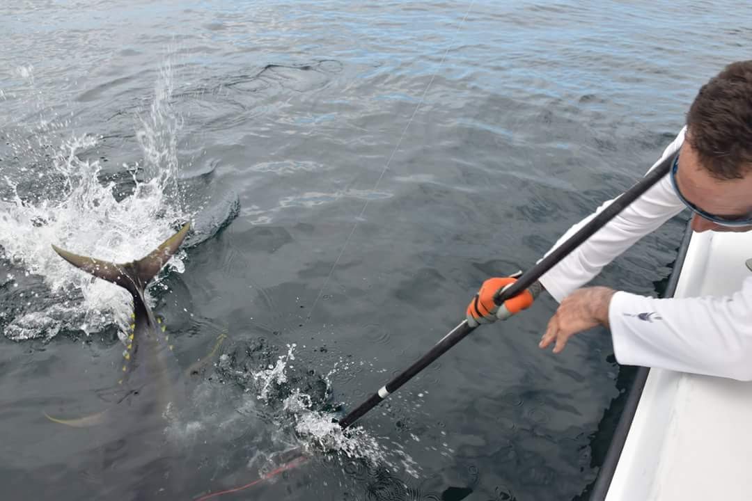 by hook or harpoon the art of zee-fishing Moneyshot Commercial Harpoon